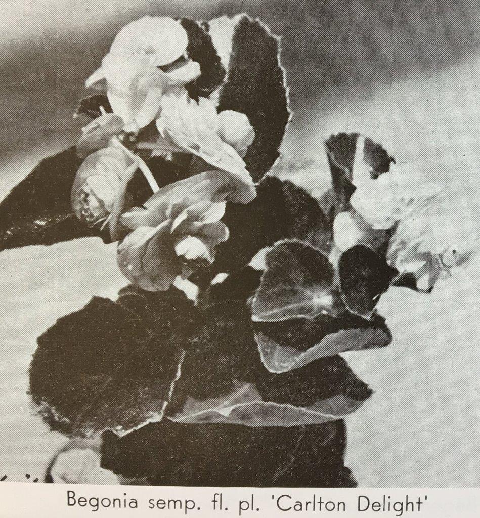 B. ‘Carlton Delight’